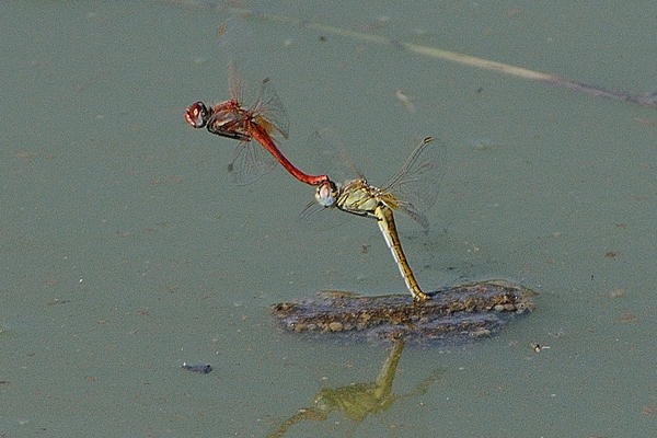 Sympetrum fonscolombii acc e maschio ??